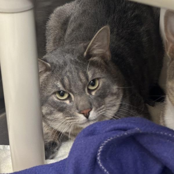 Billy, Adoptable, Young Male Domestic Short Hair.