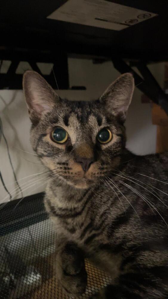 Baby, Adoptable, Adult Male Domestic Short Hair.