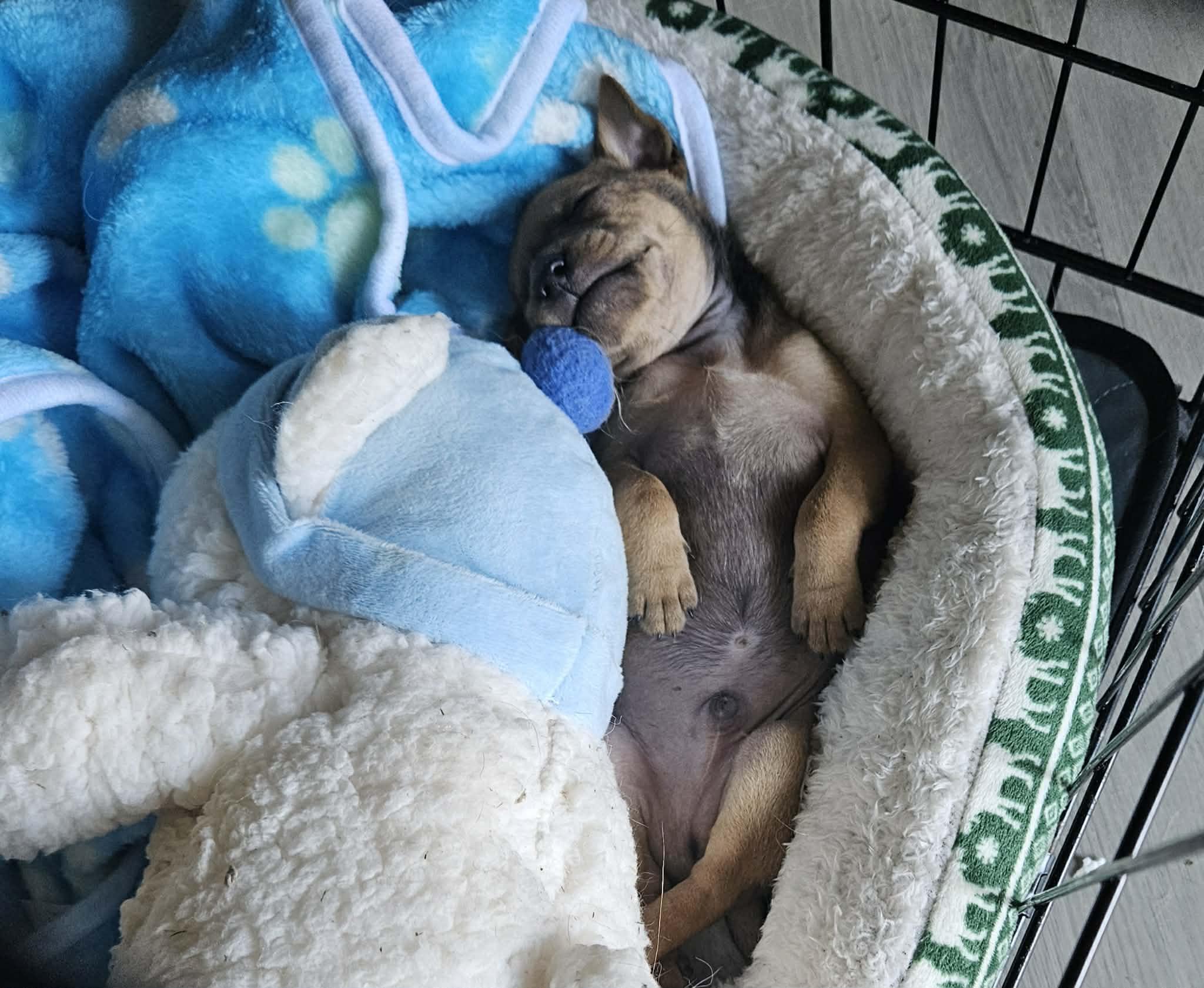 Enlarge Mouse, a ADOPTABLE mixed breed in Galt, CA image 2/6