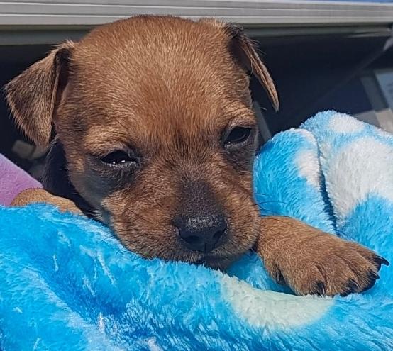 Enlarge Mouse, a ADOPTABLE mixed breed in Galt, CA image 4/6