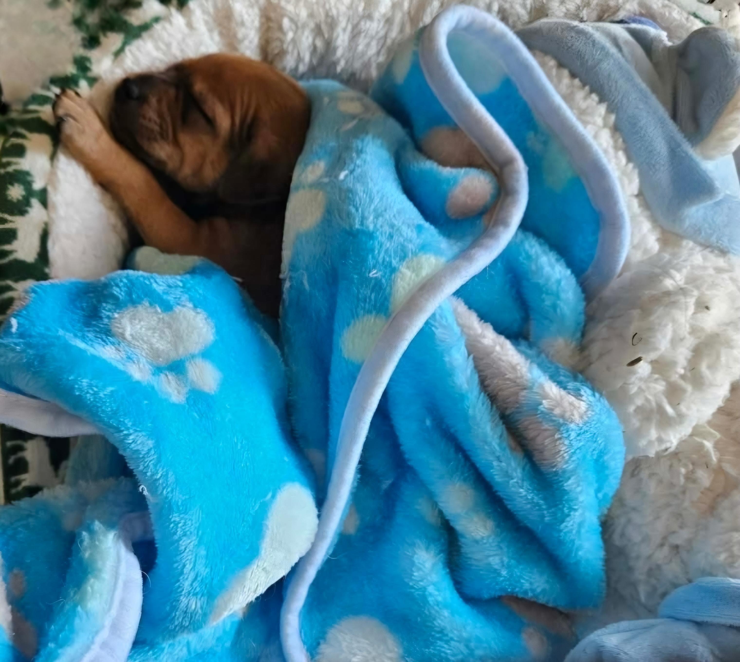 Enlarge Mouse, a ADOPTABLE mixed breed in Galt, CA image 5/6