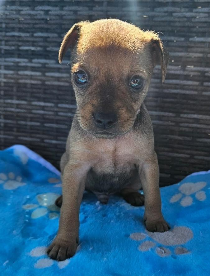 Mouse, ADOPTABLE, Puppy Male Chihuahua.