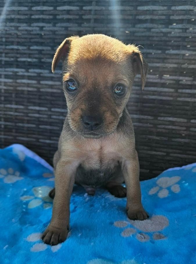Enlarge Mouse, a ADOPTABLE mixed breed in Galt, CA image 3/6
