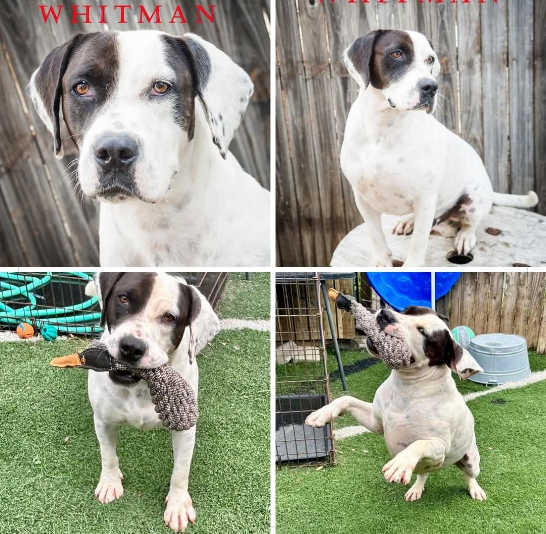Whitman, a Adopted mixed breed in Mayflower, AR image 1/2