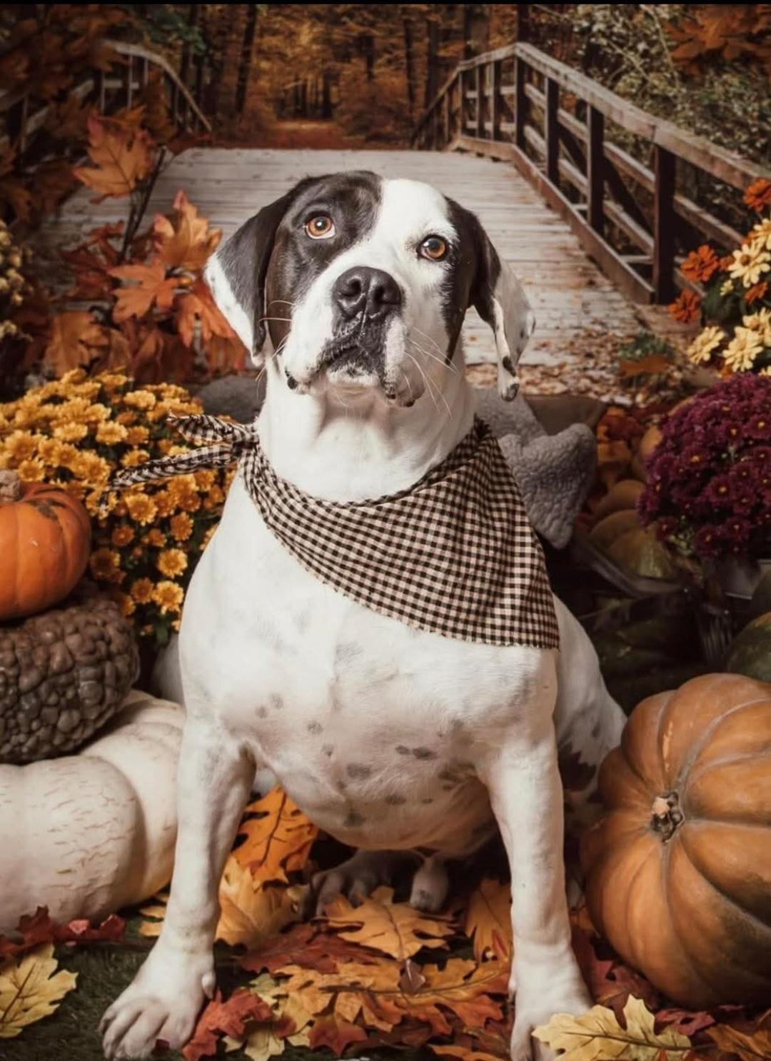 Whitman, a Adopted mixed breed in Mayflower, AR image 2/2