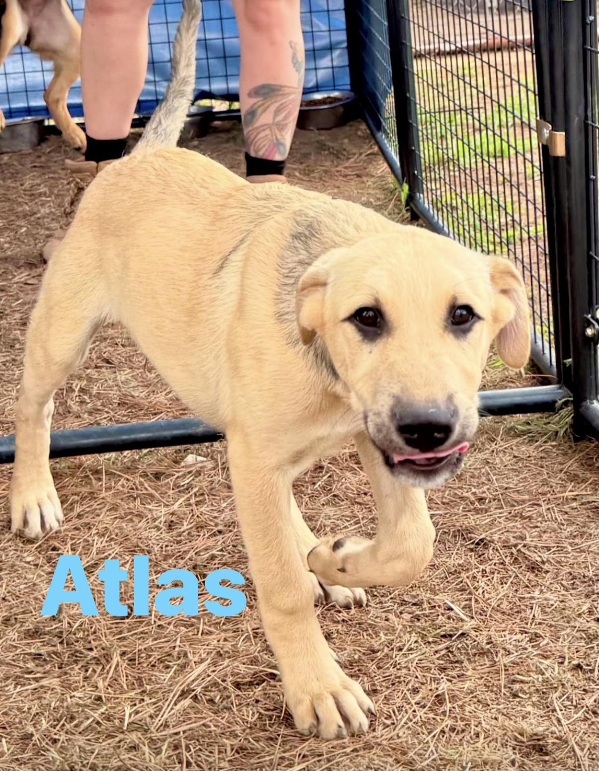 Enlarge Atlas, a Adoptable mixed breed in Pembroke, MA image 1/1