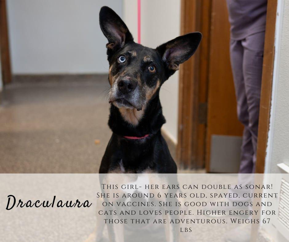 Draculaura, ADOPTABLE, Adult Female Shepherd.