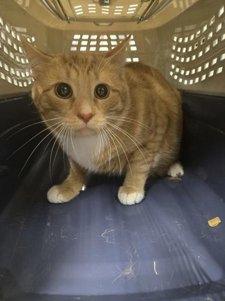 Enlarge Helios, a Adoptable mixed breed in Millersville, MD image 1/2