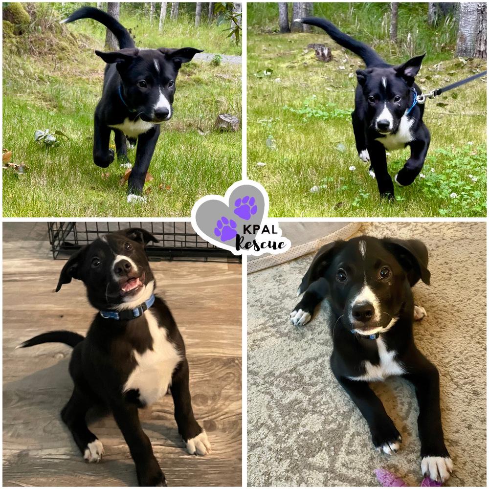 Enlarge Bunya - Nuts Litter, a Adoptable mixed breed in Kenai, AK image 2/3