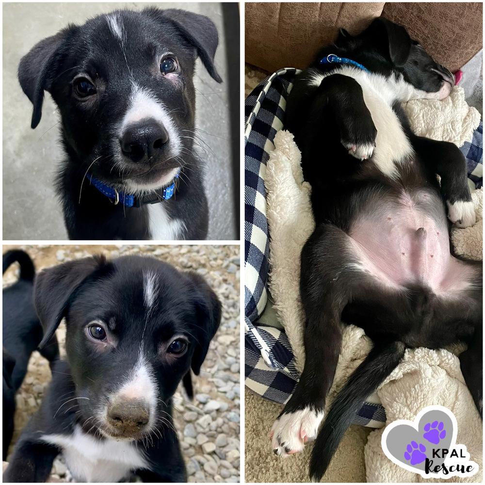 Bunya - Nuts Litter, a Adoptable mixed breed in Kenai, AK image 2/2