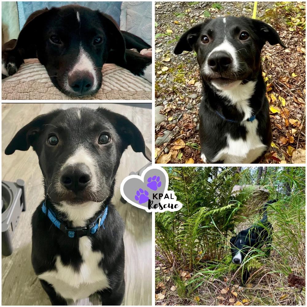 Enlarge Bunya - Nuts Litter, a Adoptable mixed breed in Kenai, AK image 4/4