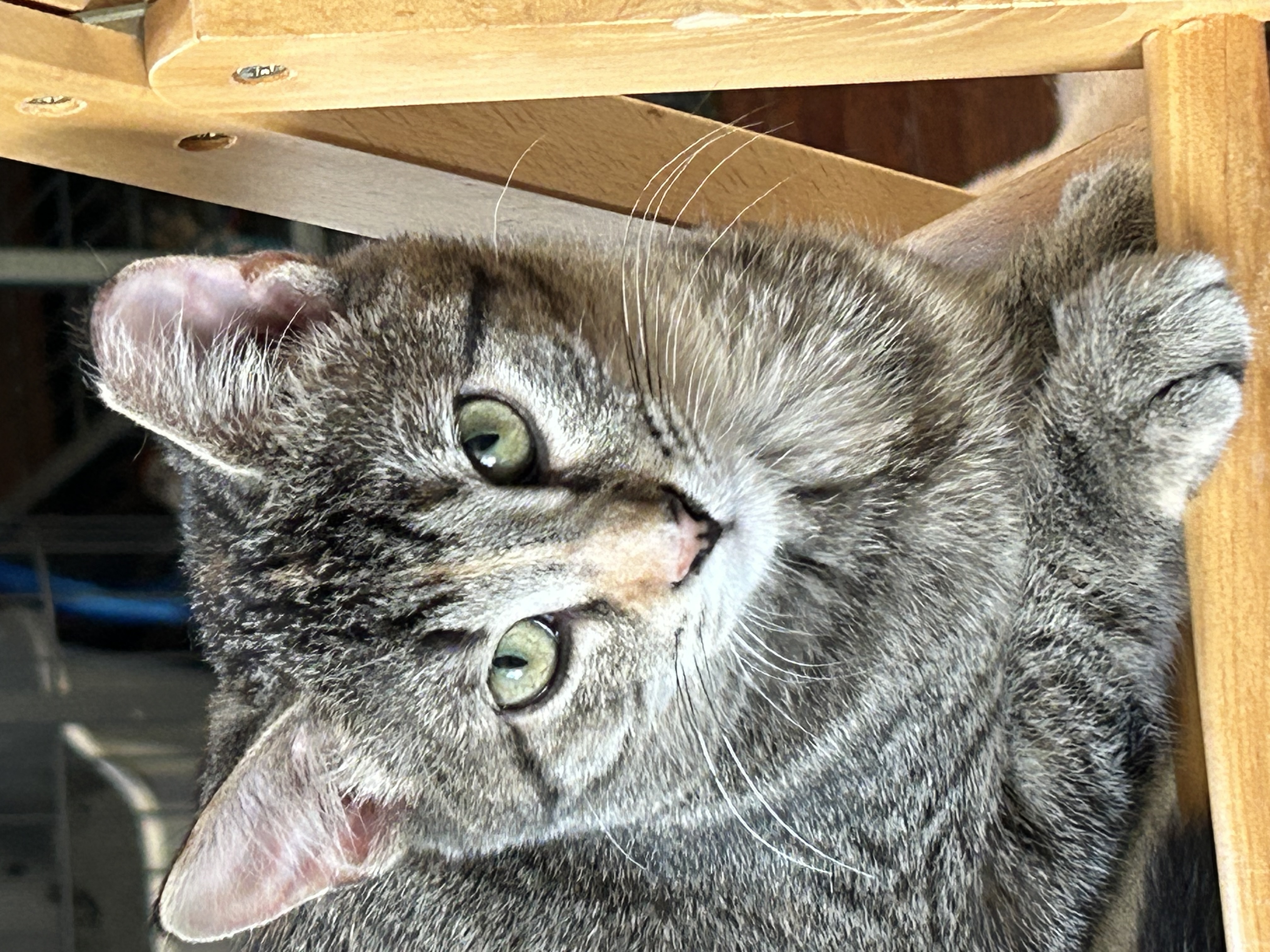 Rhiannon, an adoptable Domestic Short Hair, Tabby in Belvidere, IL, 61008 | Photo Image 2