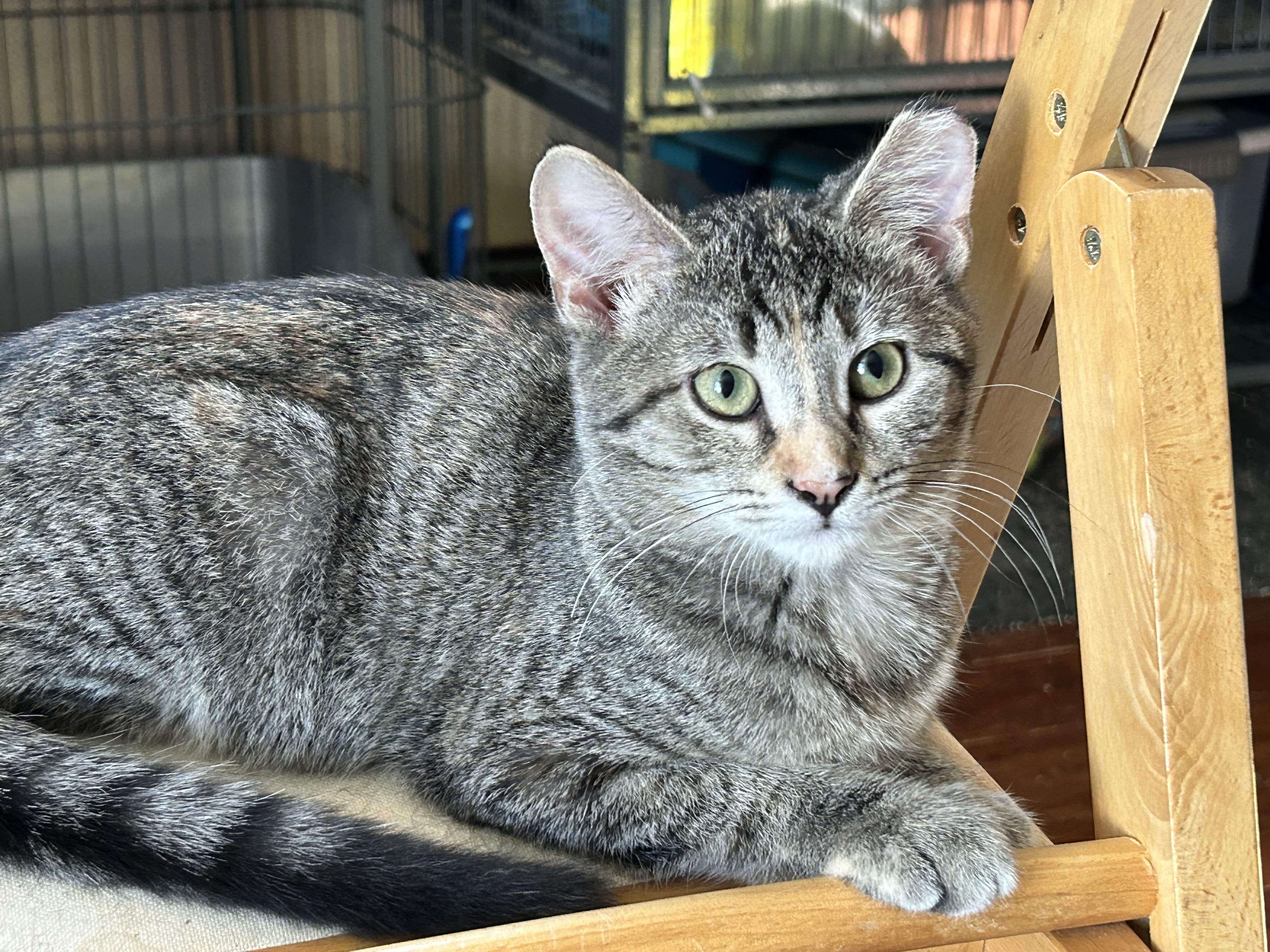 Rhiannon, an adoptable Domestic Short Hair, Tabby in Belvidere, IL, 61008 | Photo Image 4