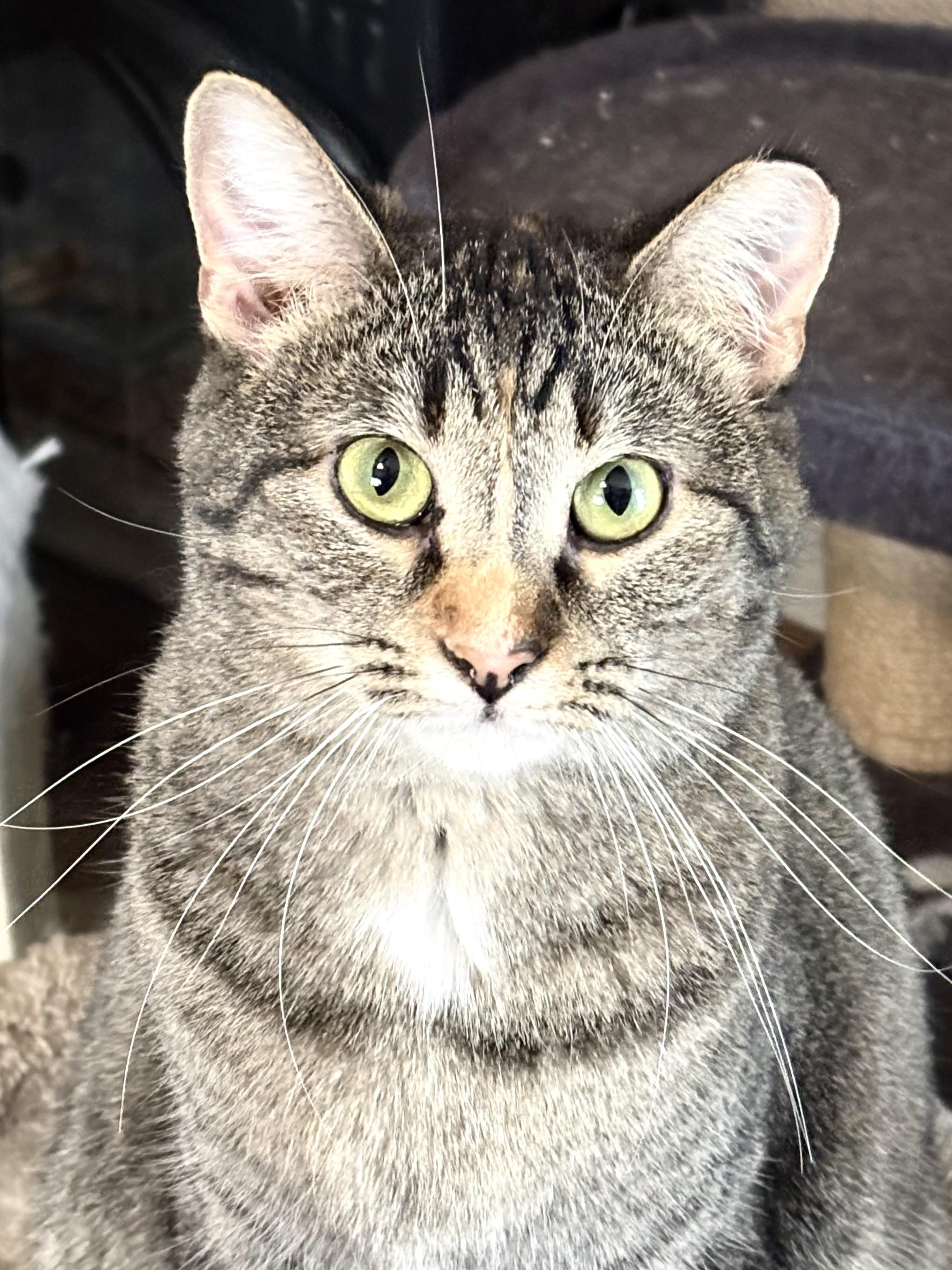 Rhiannon, Adoptable, Young Female Domestic Short Hair & Tabby.