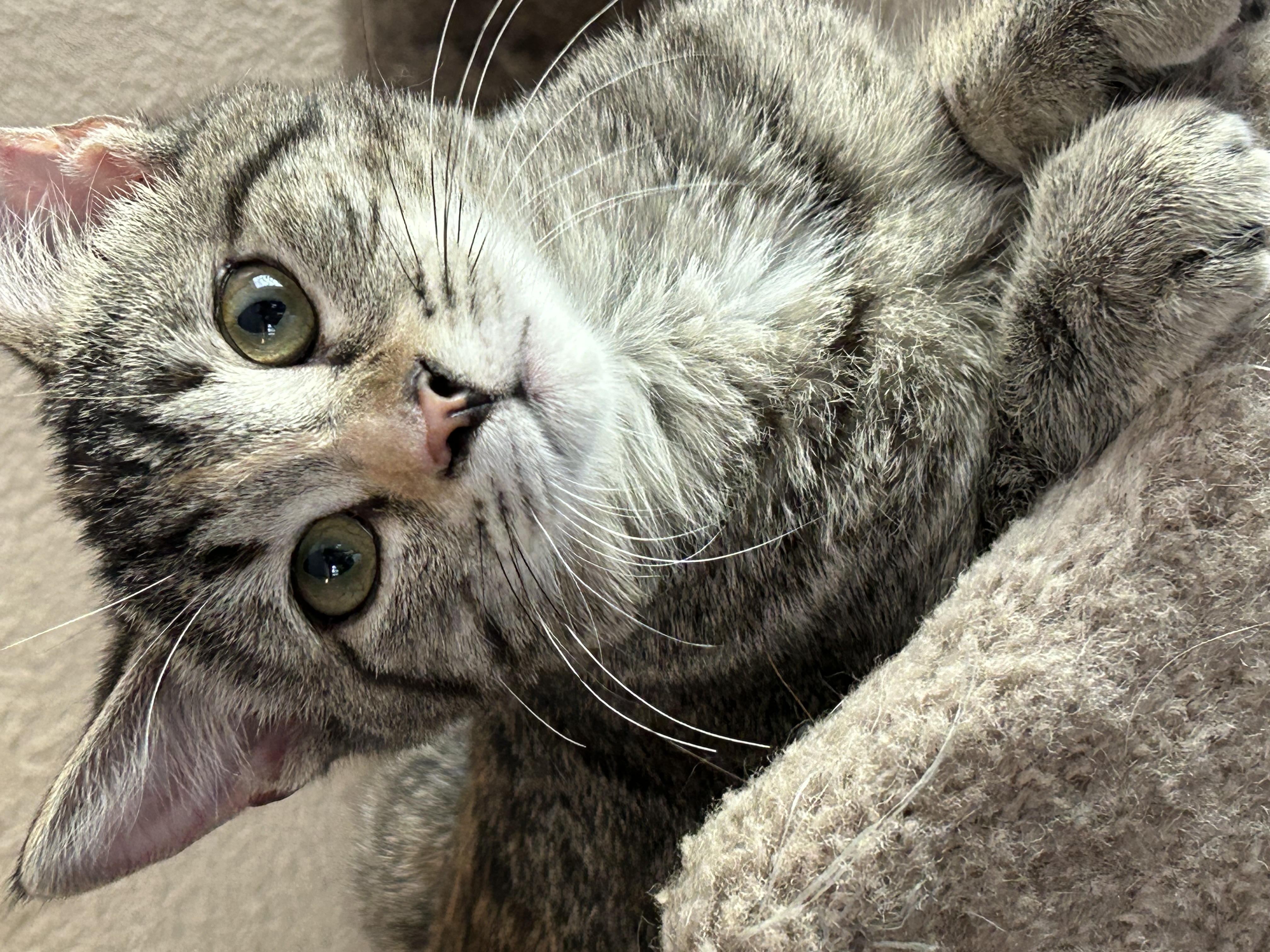 Rhiannon, Young Female Domestic Short Hair