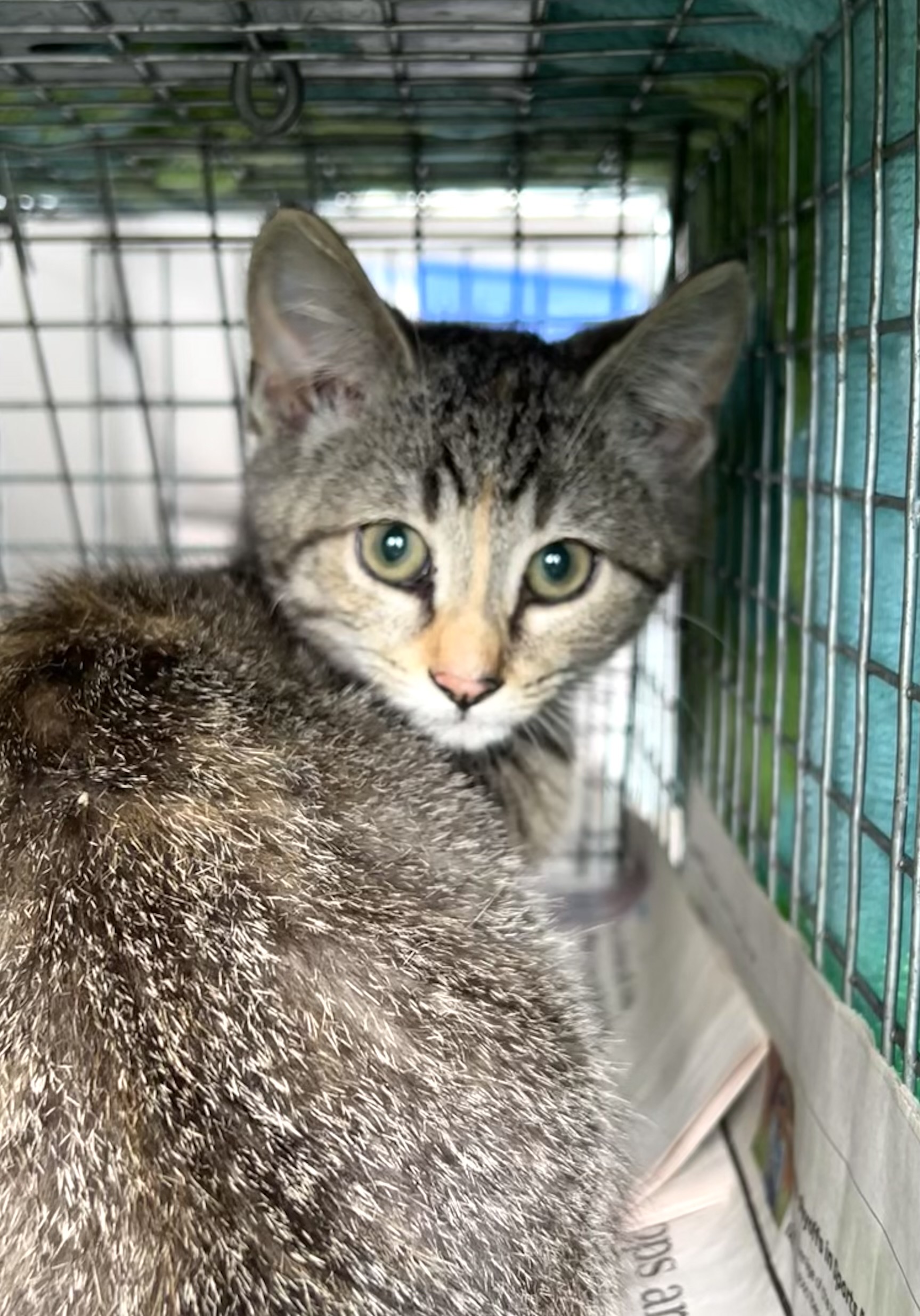 Rhiannon, an adoptable Domestic Short Hair, Tabby in Belvidere, IL, 61008 | Photo Image 3