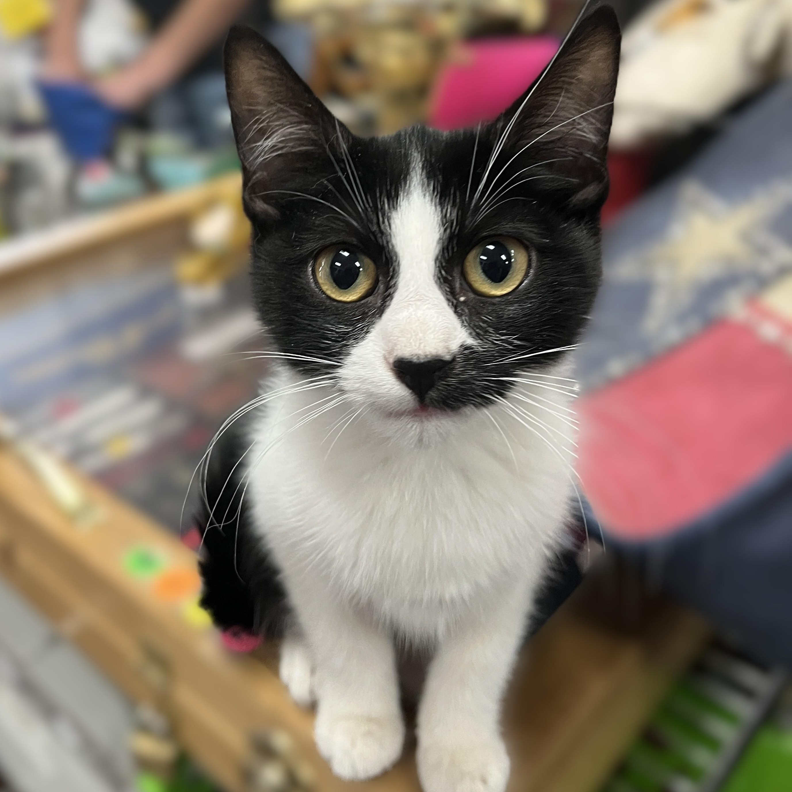Rebel, an adoptable Domestic Short Hair in Shingletown, CA, 96088 | Photo Image 2