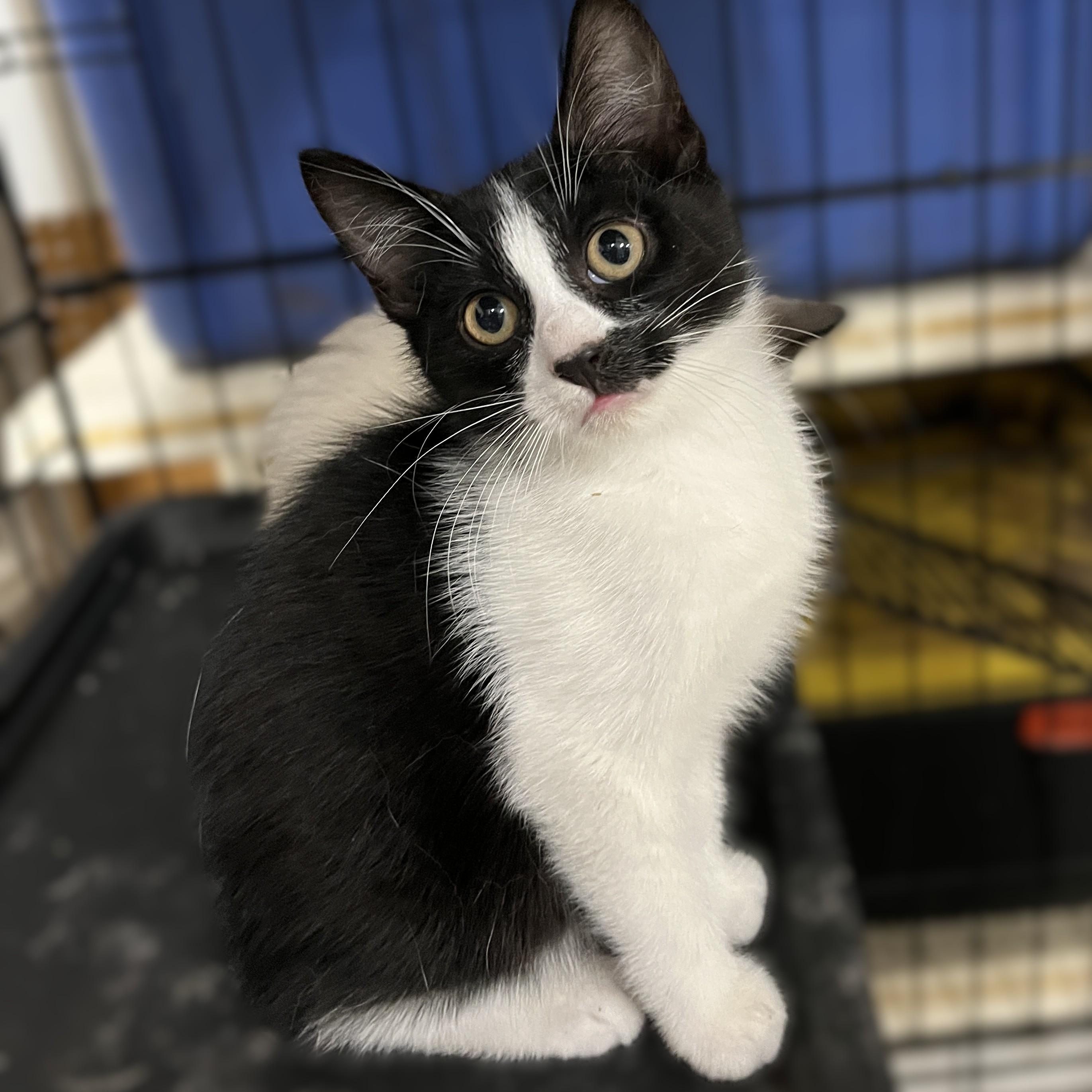 Rebel, an adoptable Domestic Short Hair in Shingletown, CA, 96088 | Photo Image 4