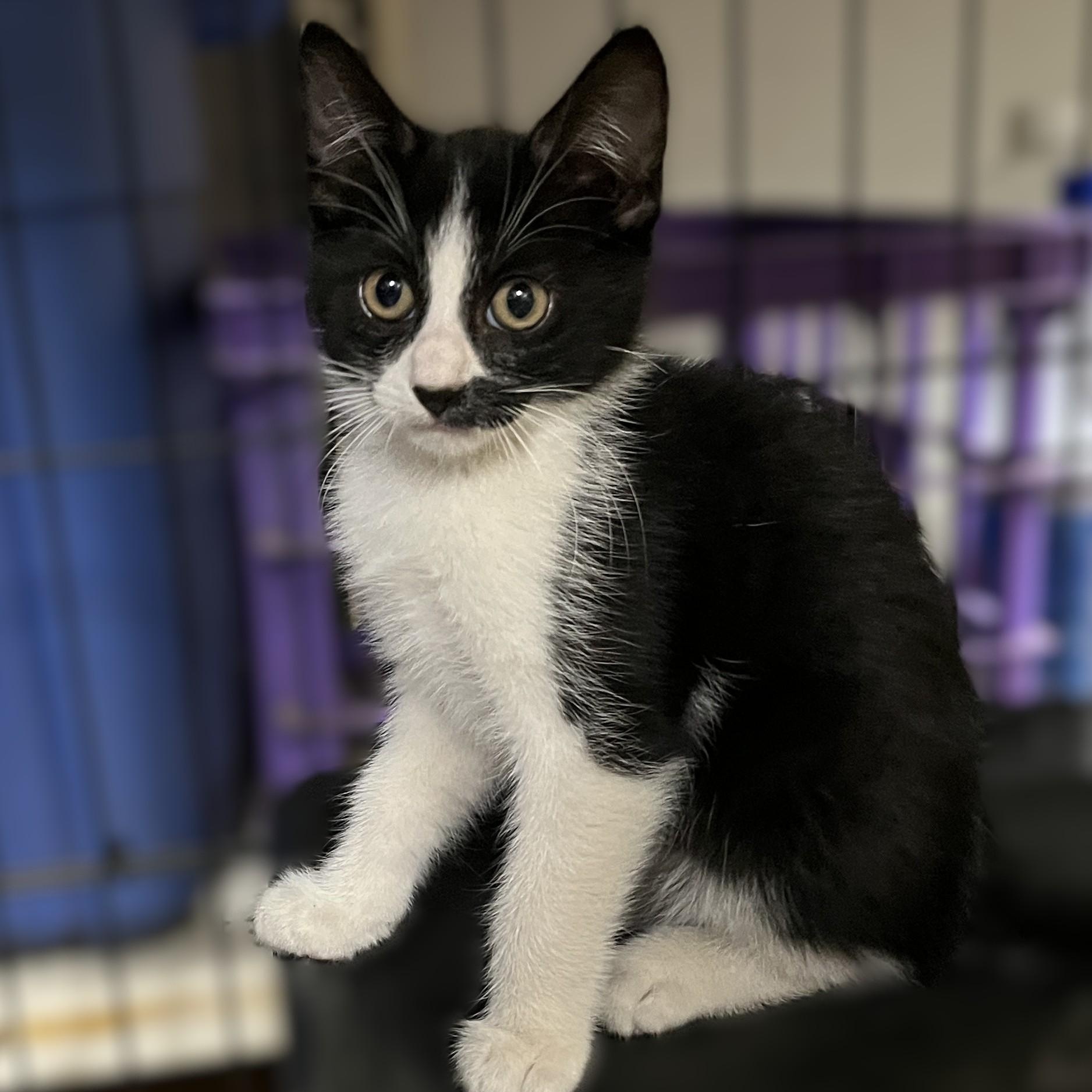 Rebel, an adoptable Domestic Short Hair in Shingletown, CA, 96088 | Photo Image 1