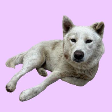 Tuscstray thumbnail 3