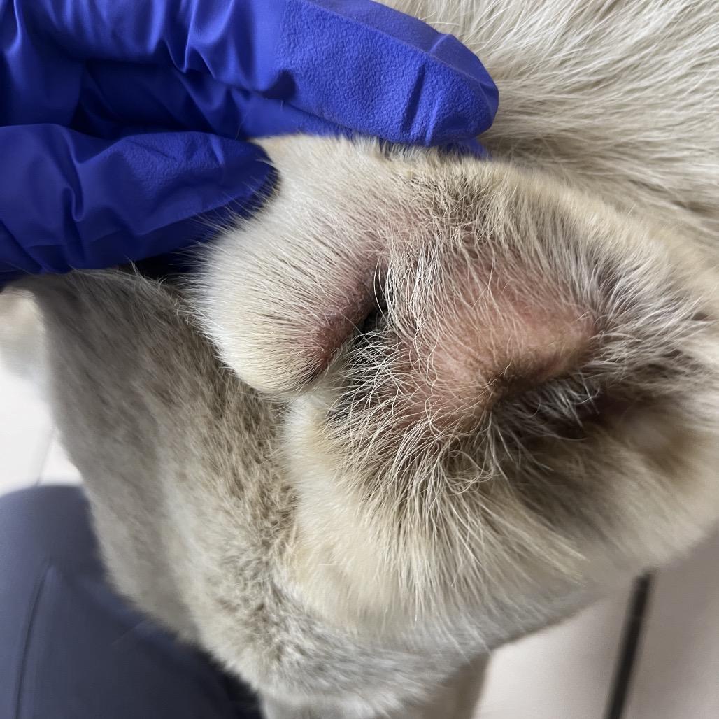 Tuscstray thumbnail 4