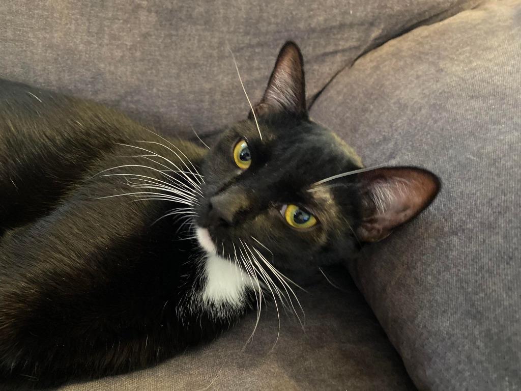 AppleJack, Adopted, Adult Female Domestic Short Hair.