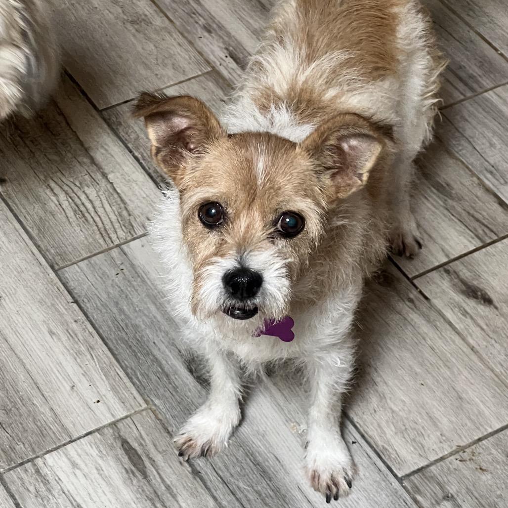 Mia, Adoptable, Senior Female Jack Russell Terrier & Mixed Breed.