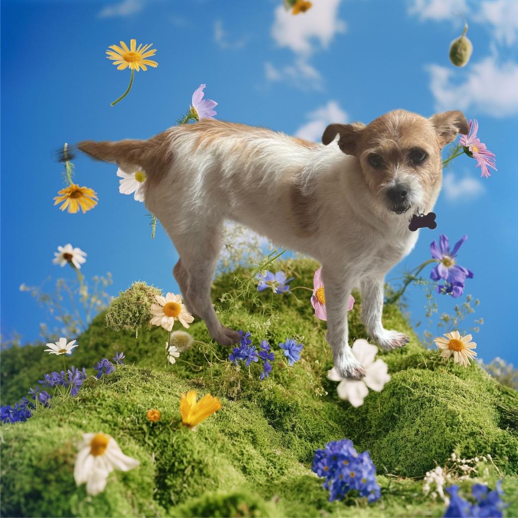 Enlarge Mia, a Adoptable mixed breed in Phoenix, AZ image 2/2