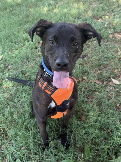 Gunter, Adoptable, Young Male Mixed Breed & Mixed Breed.