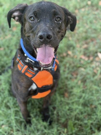 Enlarge Gunter, a Adoptable Mixed Breed in Knoxville, TN image 2/2
