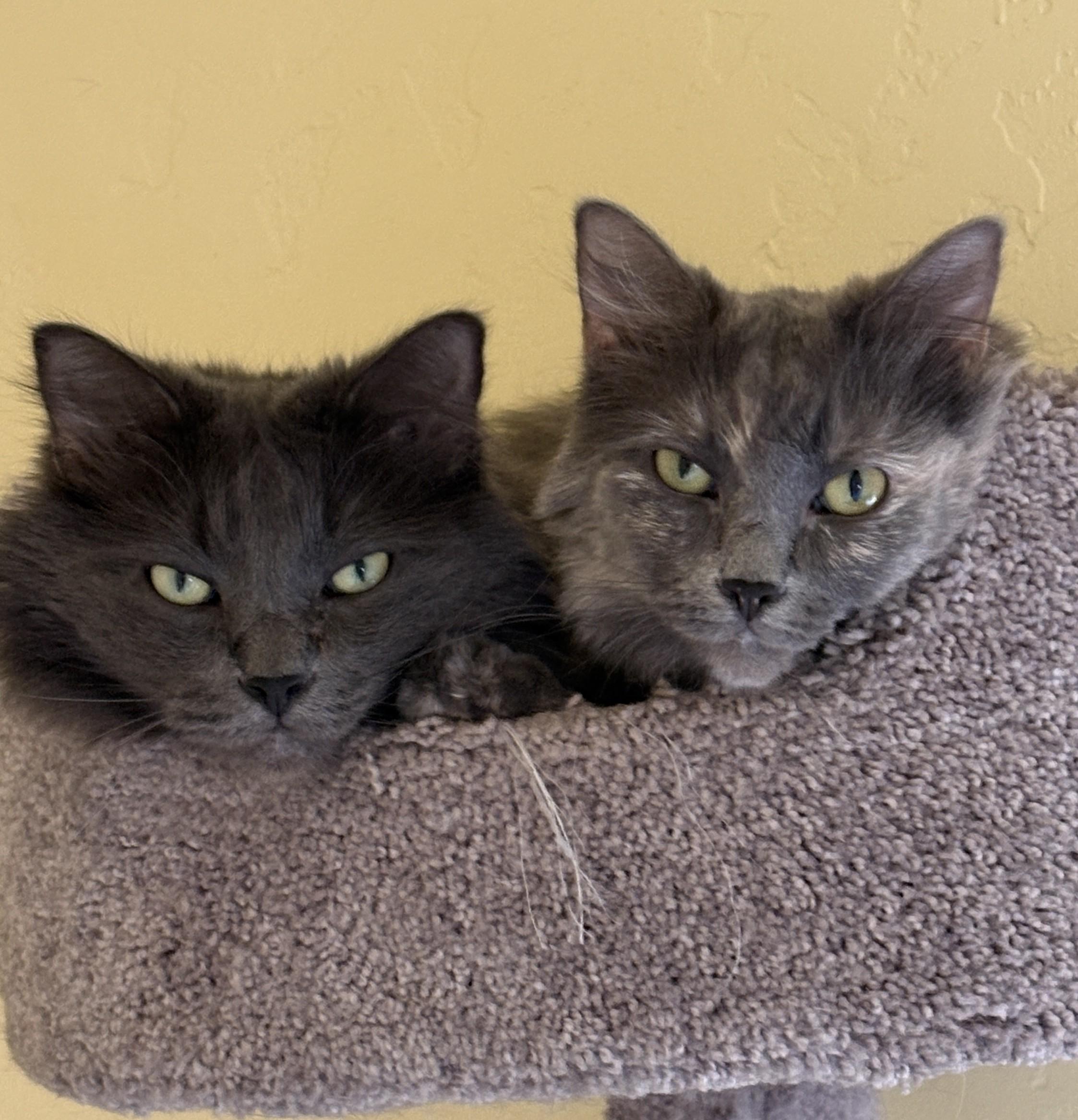 HADES and HERA, ADOPTABLE, Adult Male Domestic Long Hair.
