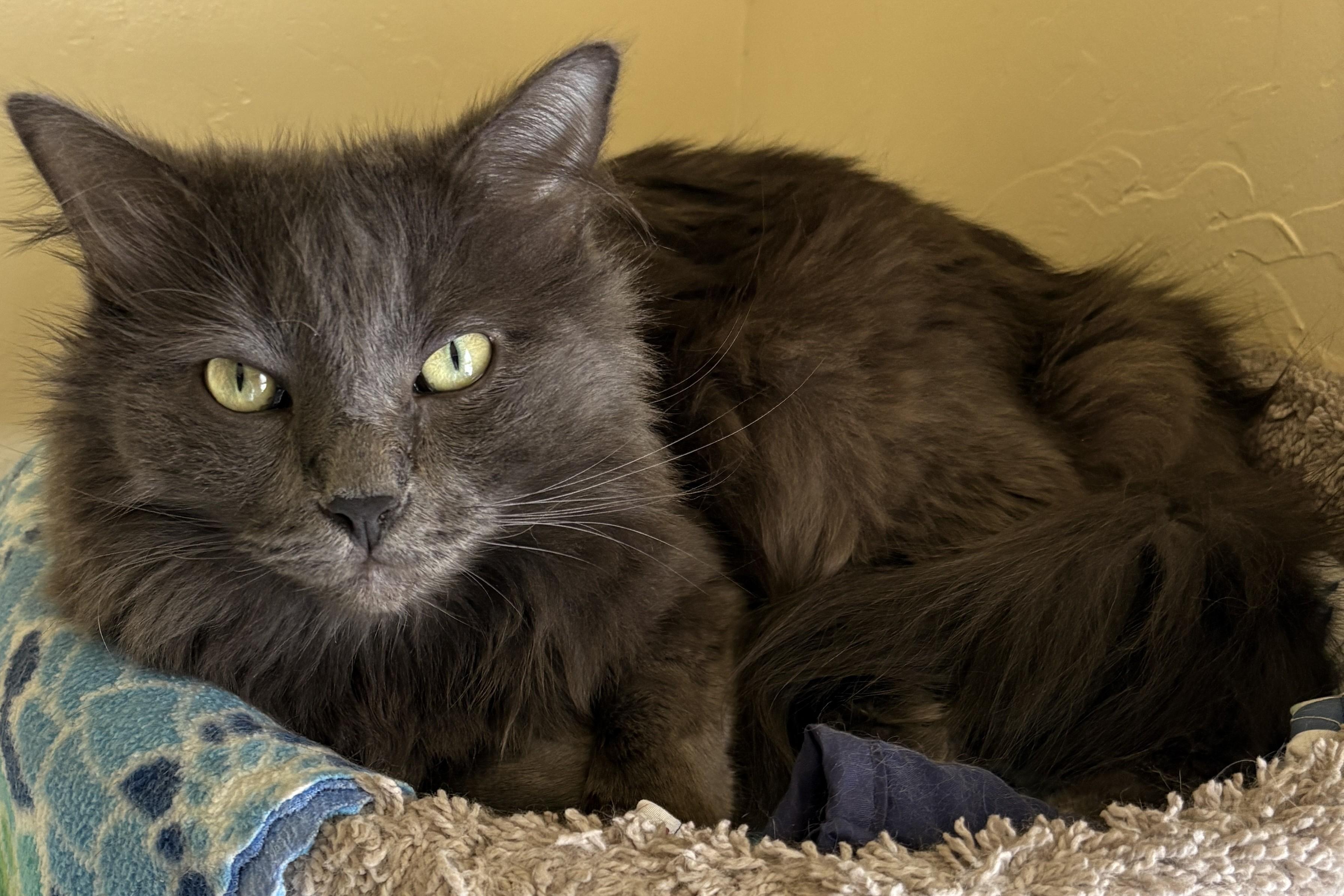 HADES and HERA, a ADOPTABLE Domestic Long Hair in Prescott, AZ image 5/6