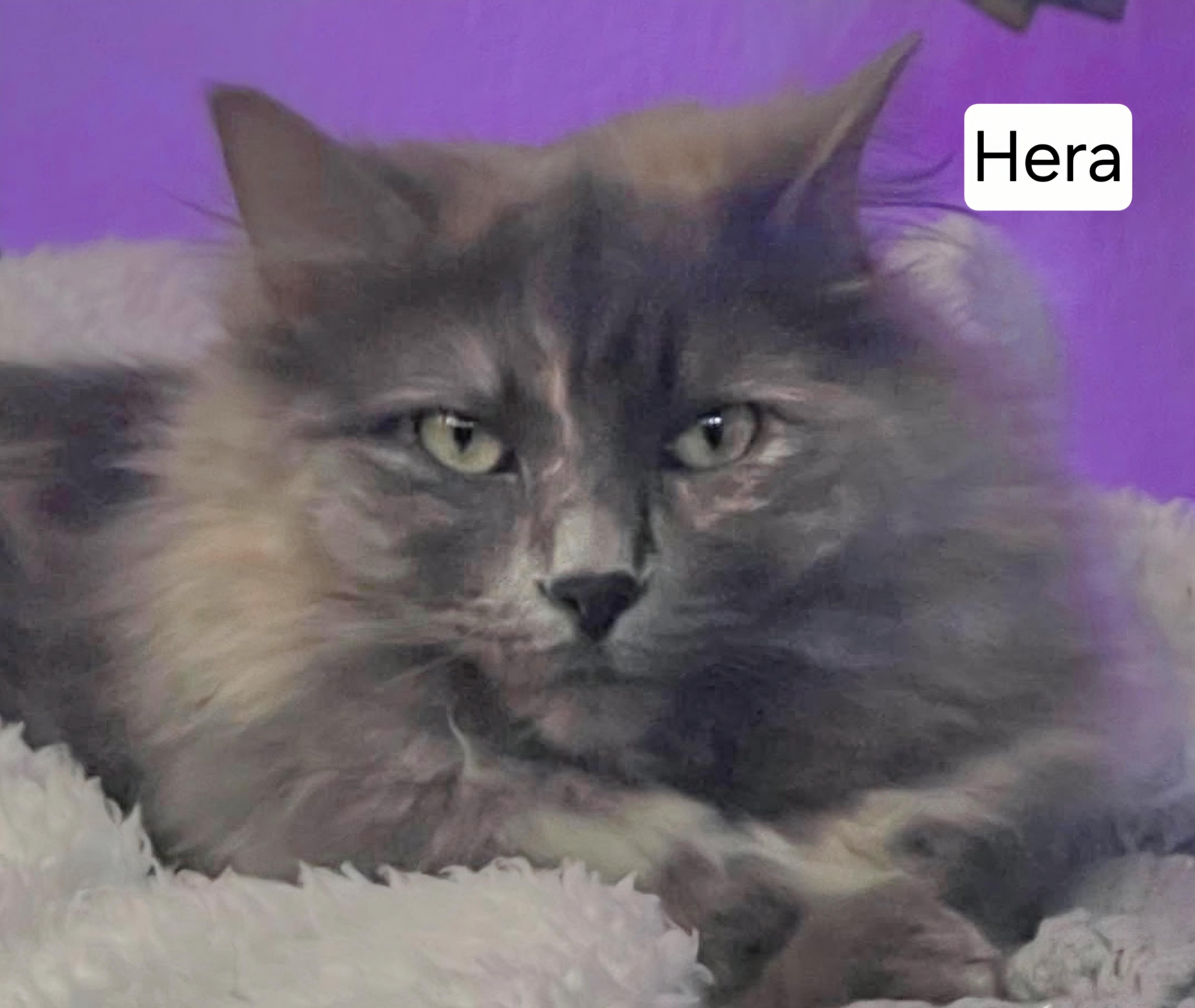 HADES and HERA, a ADOPTABLE Domestic Long Hair in Prescott, AZ image 6/6