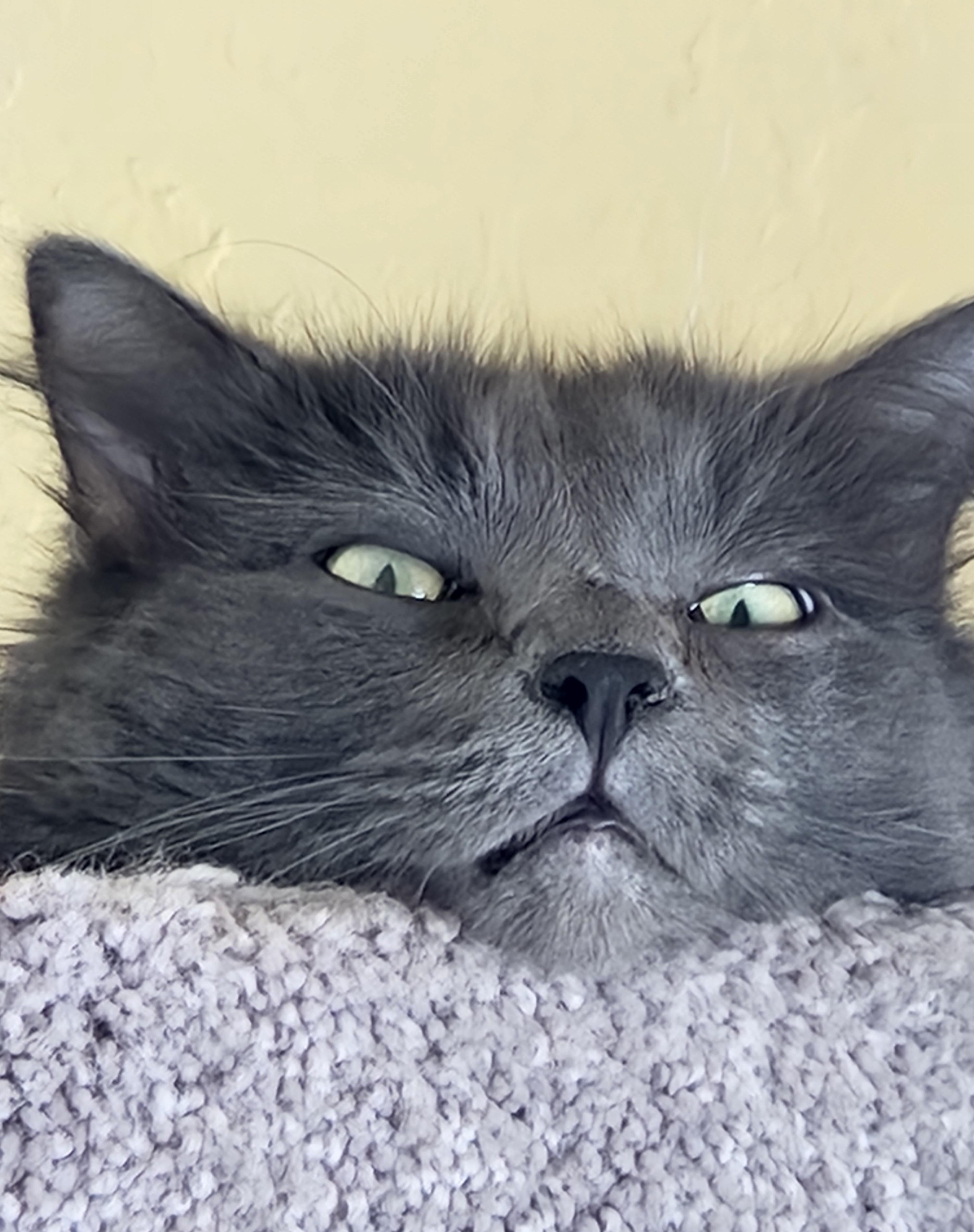 HADES and HERA, a ADOPTABLE Domestic Long Hair in Prescott, AZ image 2/6