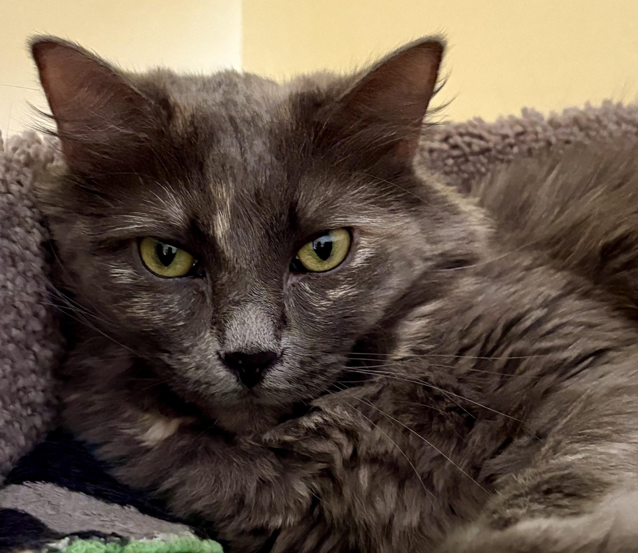 HADES and HERA, a ADOPTABLE Domestic Long Hair in Prescott, AZ image 3/6