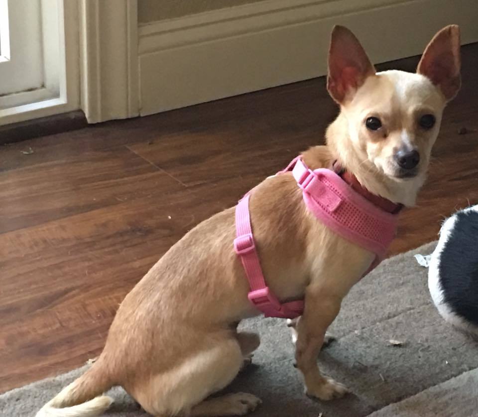 Enlarge Ringo, a Adoptable Chihuahua in San Francisco, CA image 1/5