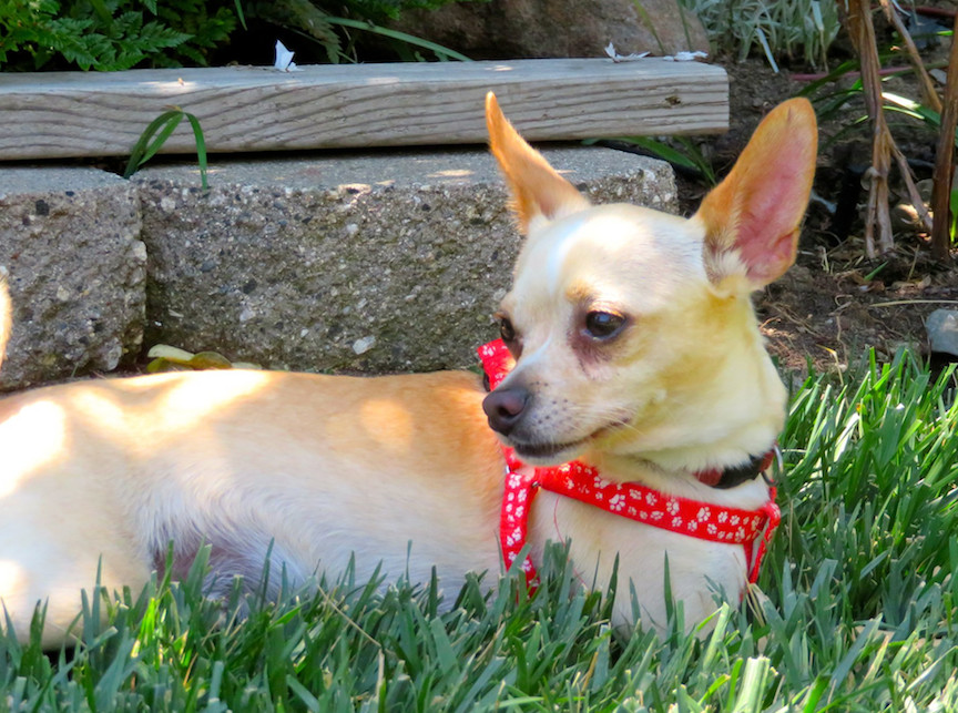 Enlarge Ringo, a Adoptable Chihuahua in San Francisco, CA image 3/5