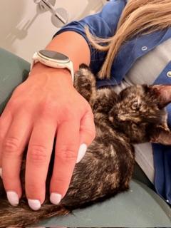 Enlarge Salem, a Adoptable mixed breed in Waxhaw, NC image 2/4