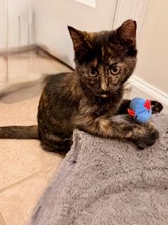 Enlarge Salem, a Adoptable mixed breed in Waxhaw, NC image 1/4