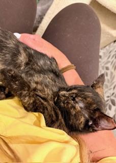 Enlarge Salem, a Adoptable mixed breed in Waxhaw, NC image 4/4