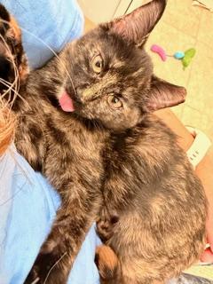 Enlarge Salem, a Adoptable mixed breed in Waxhaw, NC image 3/4