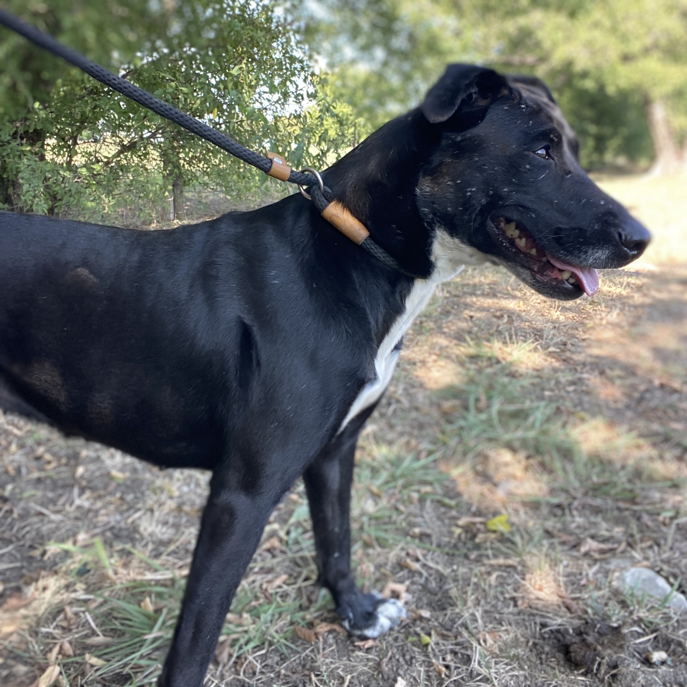 Dog for adoption a Black Labrador Retriever Mix in Justin