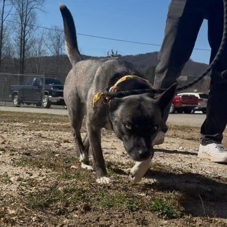 Confetti, a ADOPTABLE Australian Cattle Dog / Blue Heeler in Marion, NC image 2/5