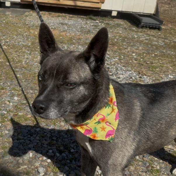 Confetti, a ADOPTABLE Australian Cattle Dog / Blue Heeler in Marion, NC image 5/5