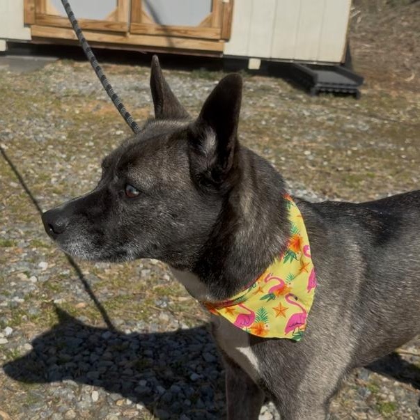 Confetti, ADOPTABLE, Young Female Australian Cattle Dog / Blue Heeler.