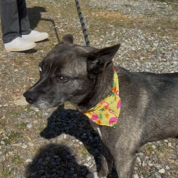 Confetti, a ADOPTABLE Australian Cattle Dog / Blue Heeler in Marion, NC image 3/5