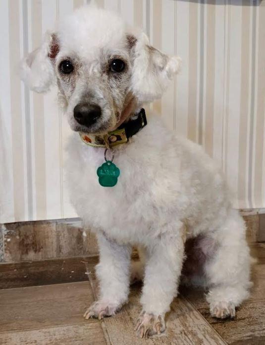 Curly, a Adoptable Poodle in Mocksville, NC image 1/2