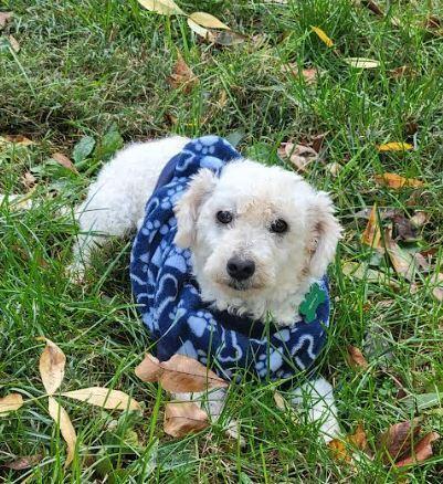 Curly, a Adoptable Poodle in Mocksville, NC image 2/2