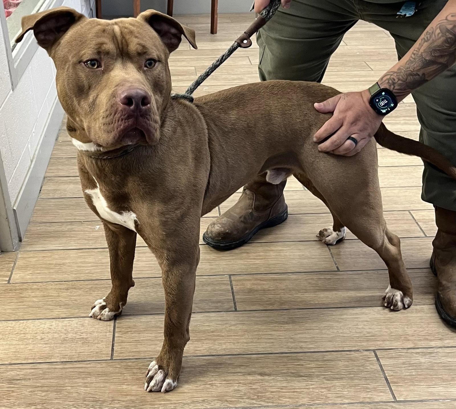 Coffey, Adoptable, Young Male Pit Bull Terrier.