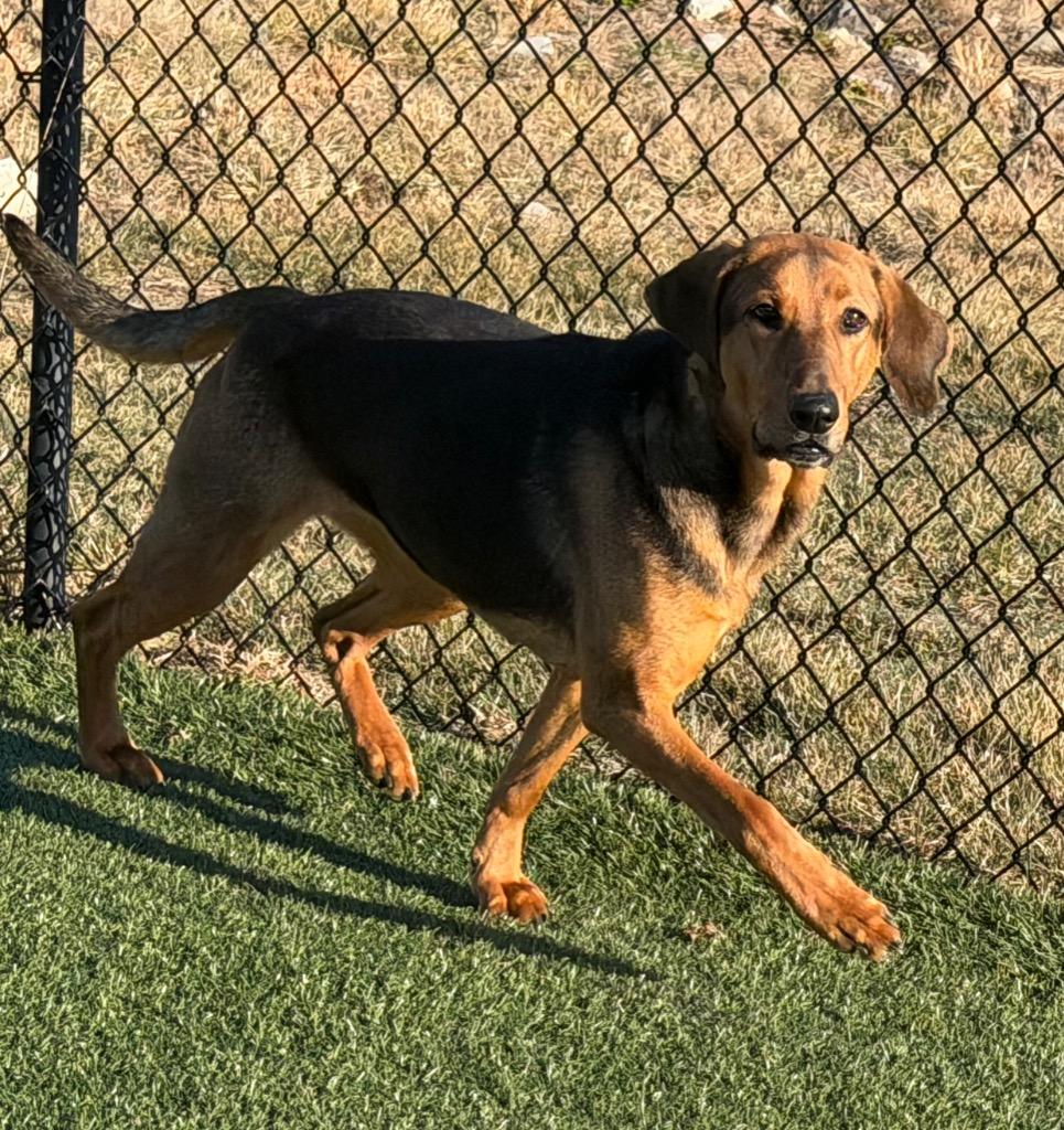 Enlarge Pretty Girl, a Adoptable mixed breed in Columbia, IL image 6/6